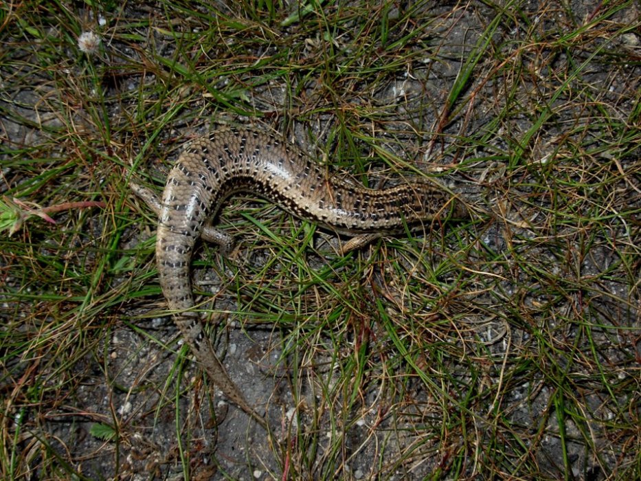 chalcides ocellatus tiligugu